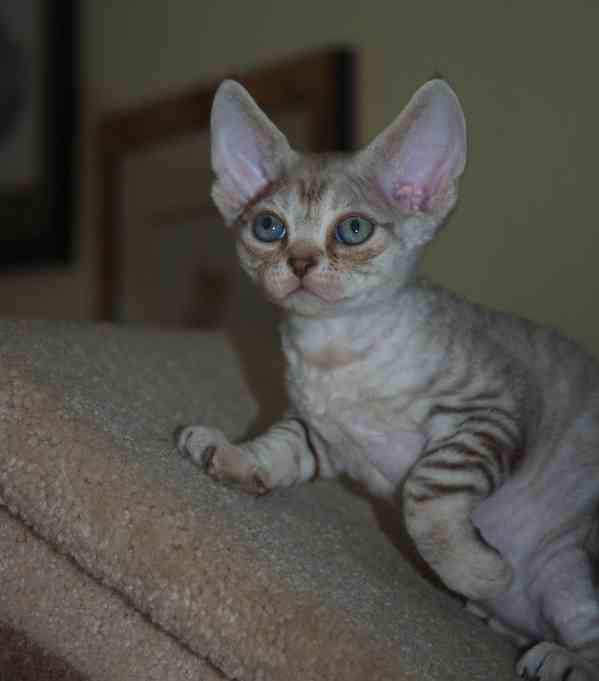 Úžasná špičková koťátka Devon Rexx jsou nyní k dispozici, - foto 2