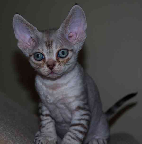 Úžasná špičková koťátka Devon Rexx jsou nyní k dispozici, - foto 4