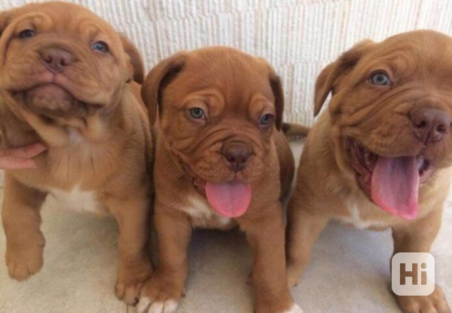 Štěňata bordeauxské dogy - foto 1