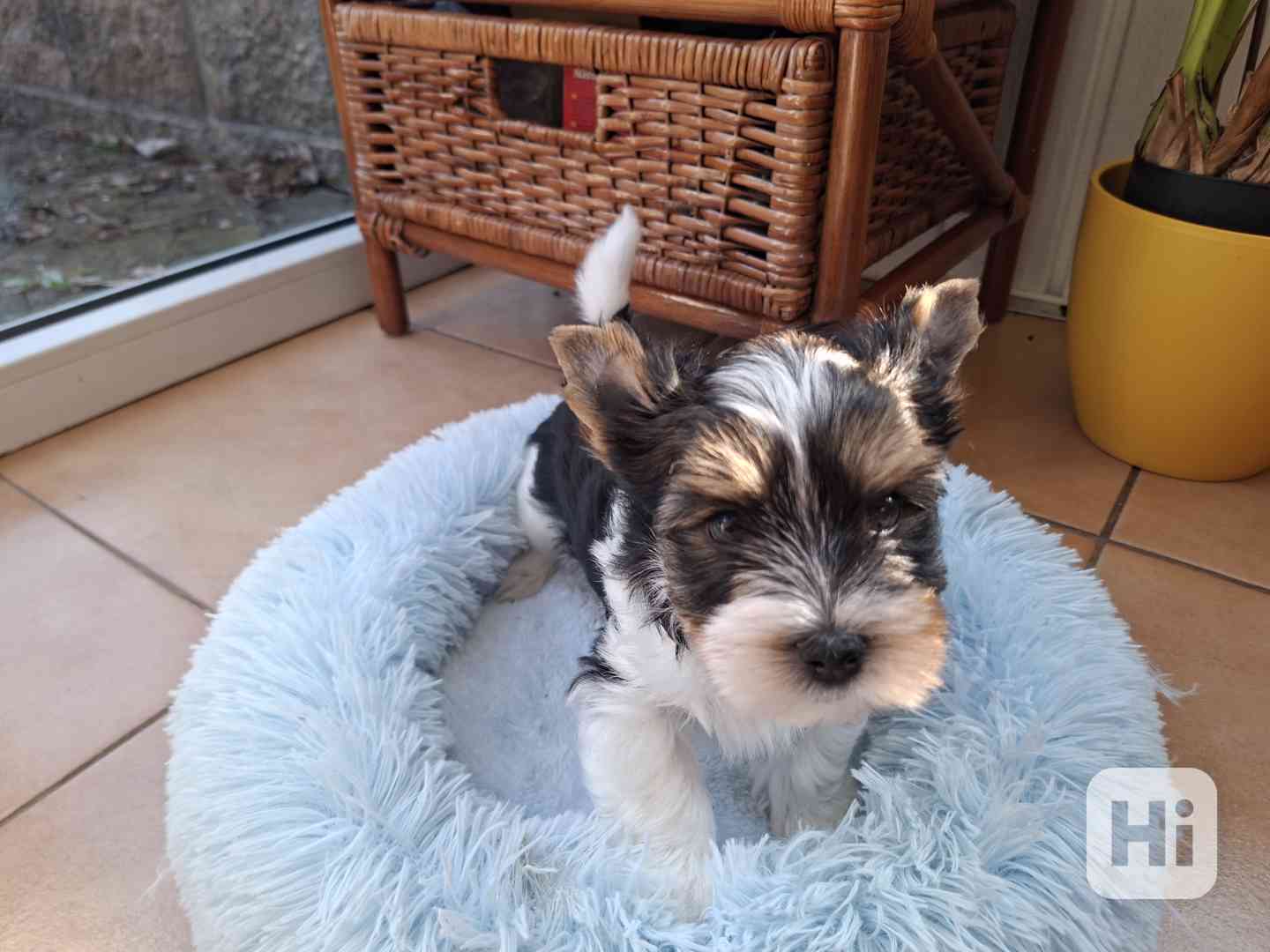 biewer terier - foto 1