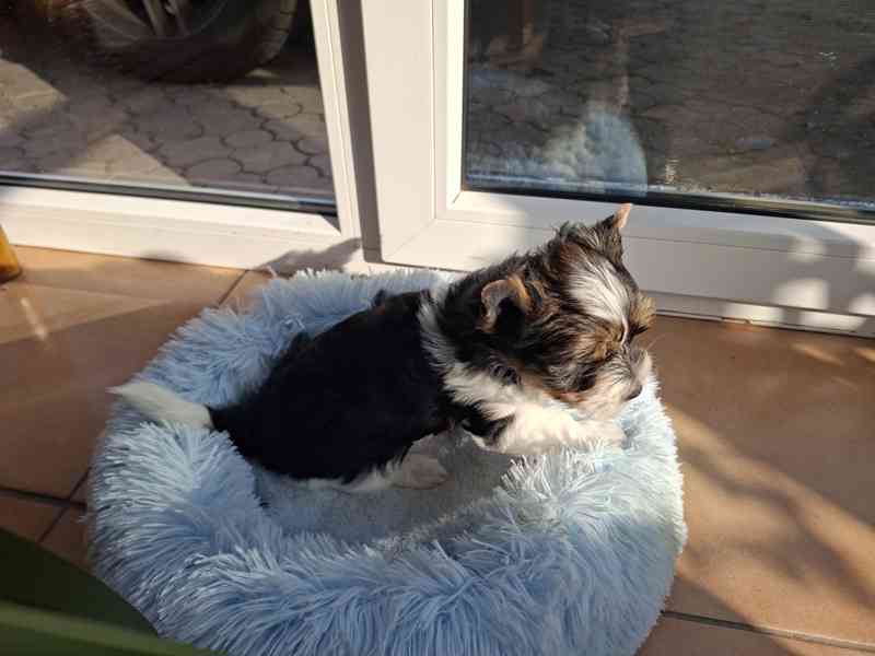 biewer terier - foto 4