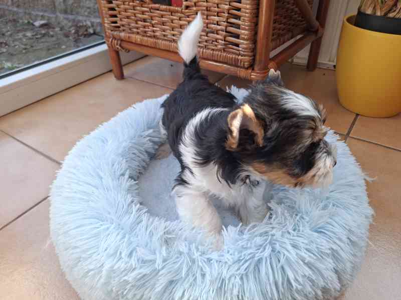 biewer terier - foto 2