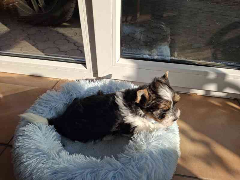 biewer terier - foto 3