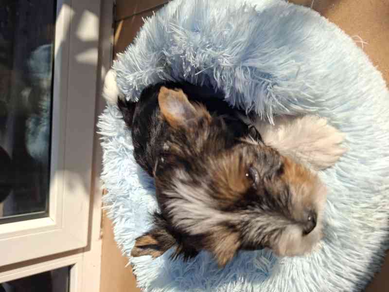 biewer terier - foto 7