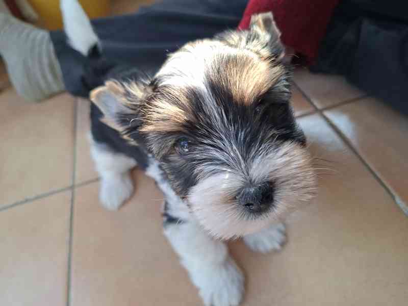 biewer terier - foto 5