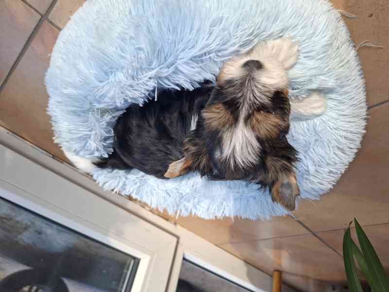 biewer terier - foto 9