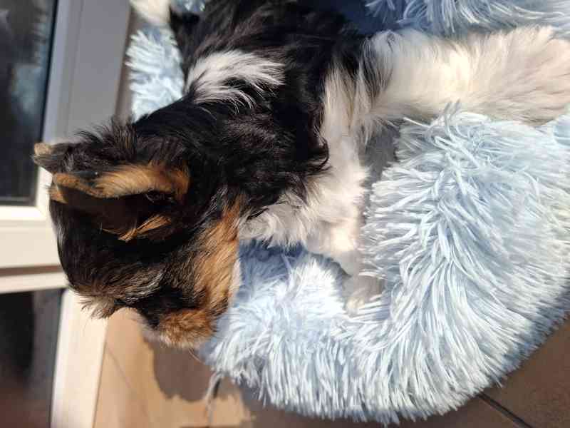 biewer terier - foto 6