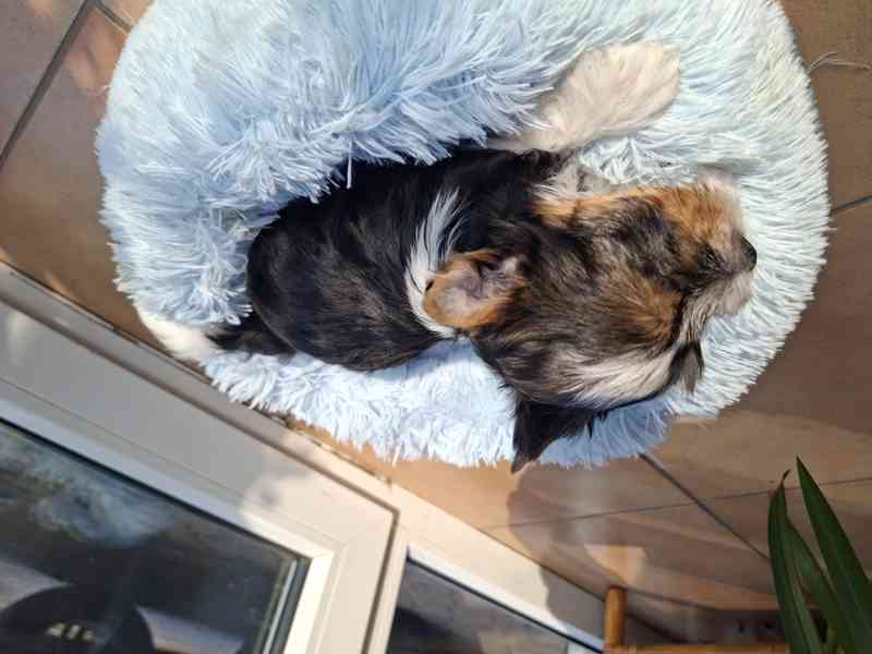 biewer terier - foto 8