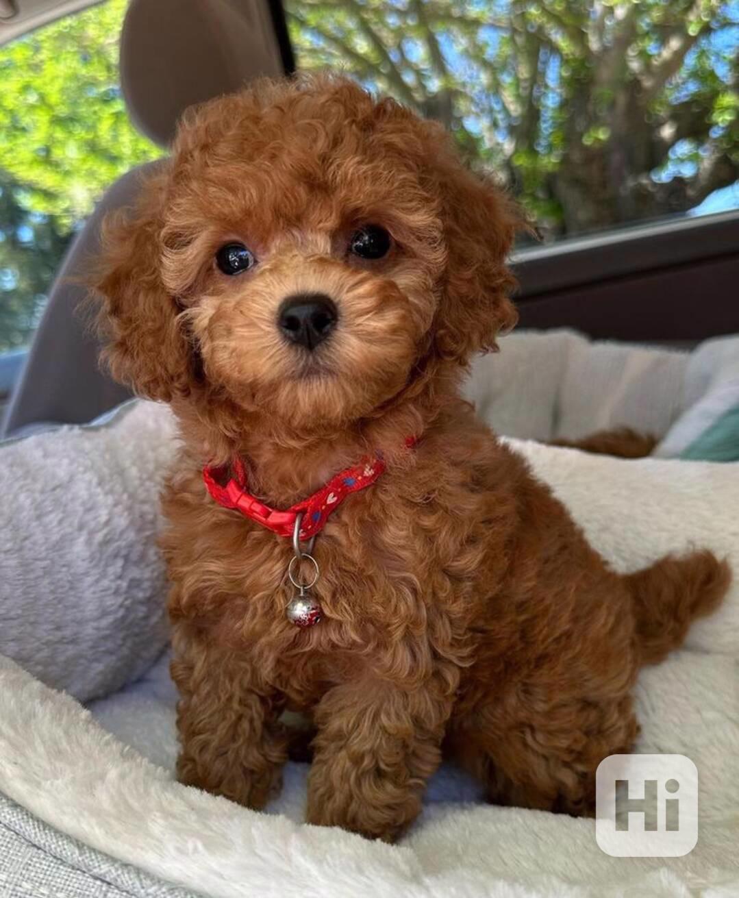 Roztomilá štěňata pudla k adopci - foto 1