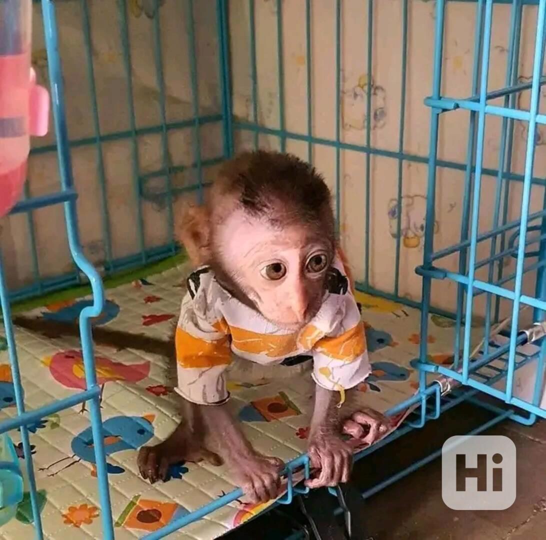  Hravé mládě kapucína    - foto 1