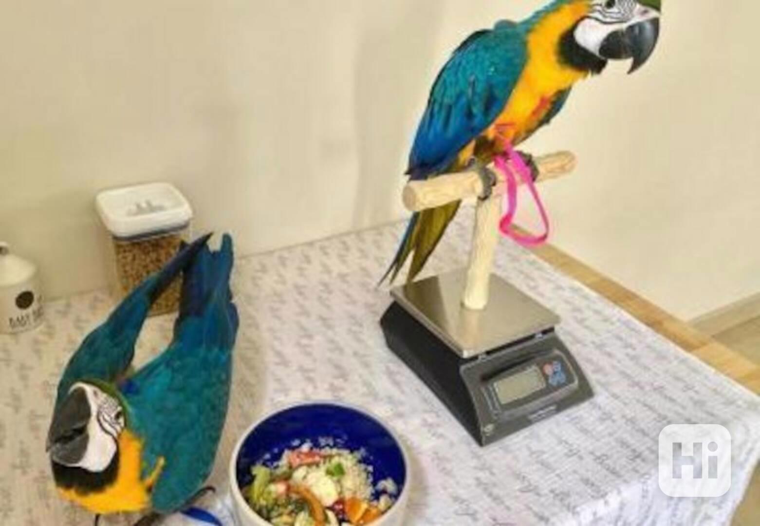 Krásní modrozlatí arové - foto 1