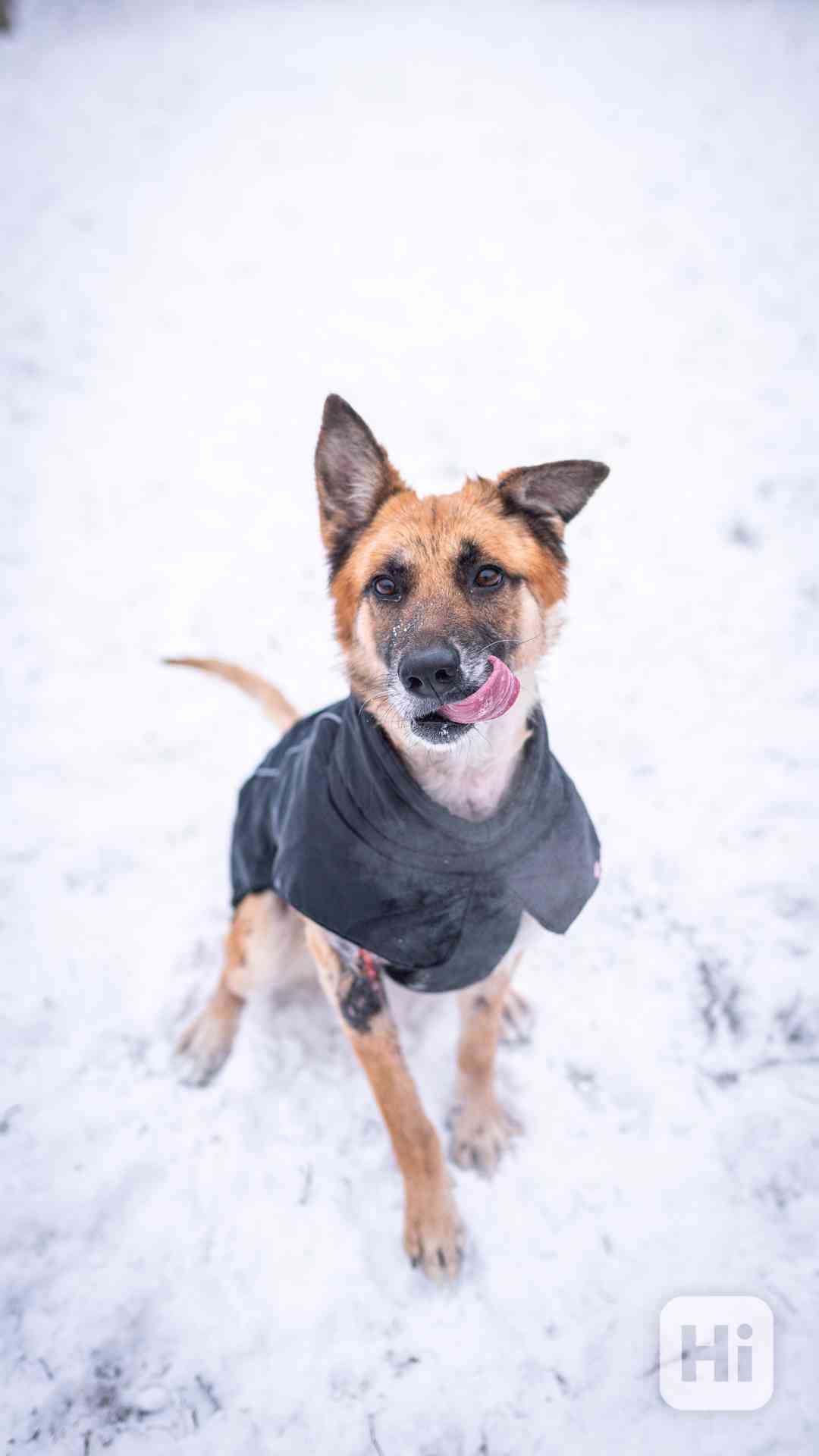 Hero - přežil nemožné, teď čeká na milující a aktivní domov  - foto 1
