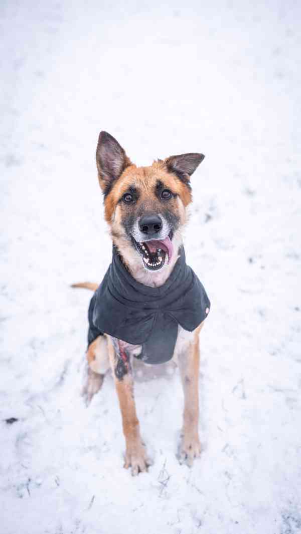 Hero - přežil nemožné, teď čeká na milující a aktivní domov  - foto 8