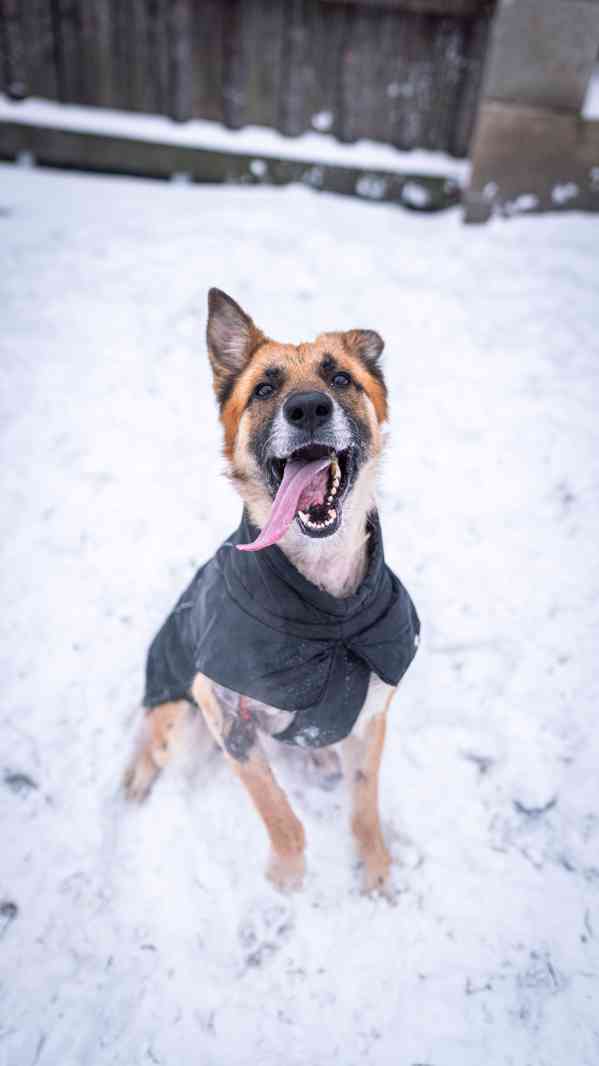 Hero - přežil nemožné, teď čeká na milující a aktivní domov  - foto 10