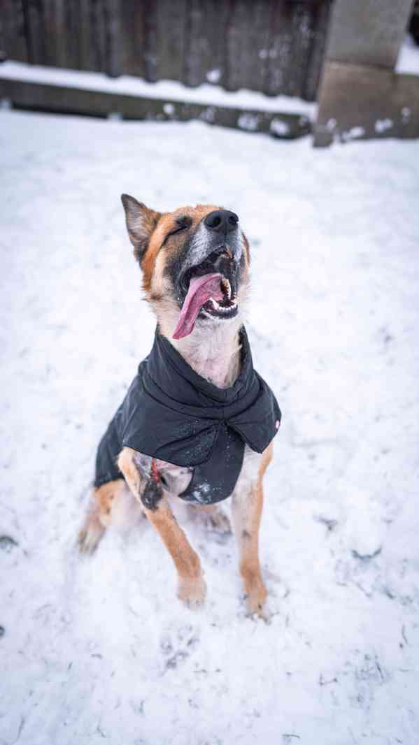 Hero - přežil nemožné, teď čeká na milující a aktivní domov  - foto 11