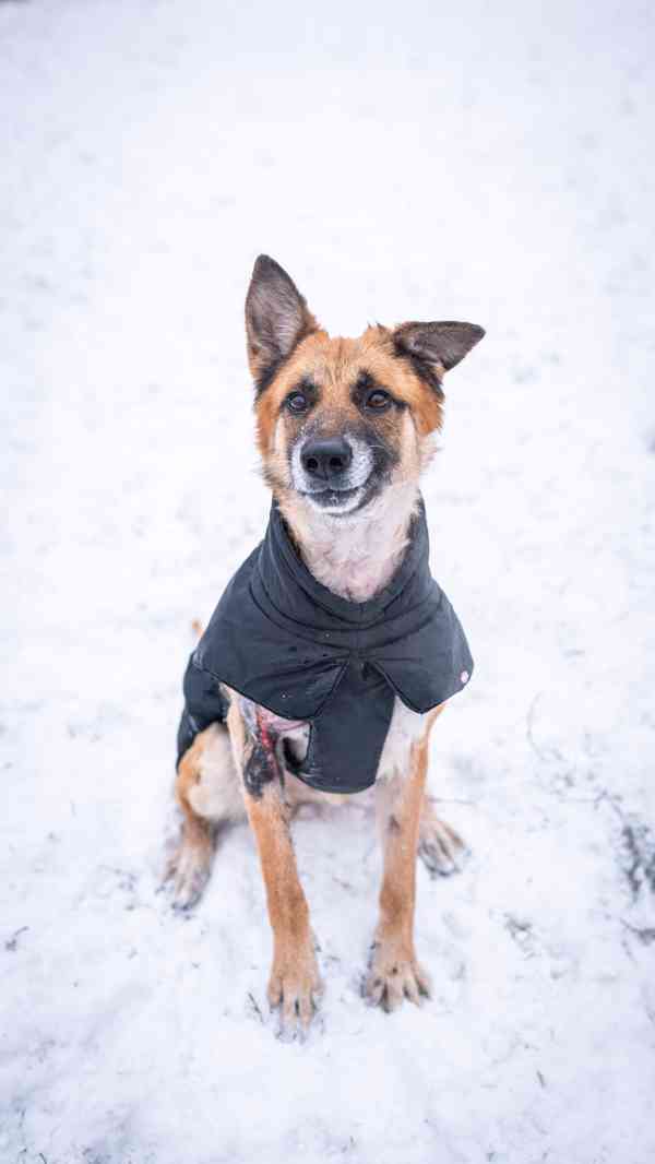 Hero - přežil nemožné, teď čeká na milující a aktivní domov  - foto 3