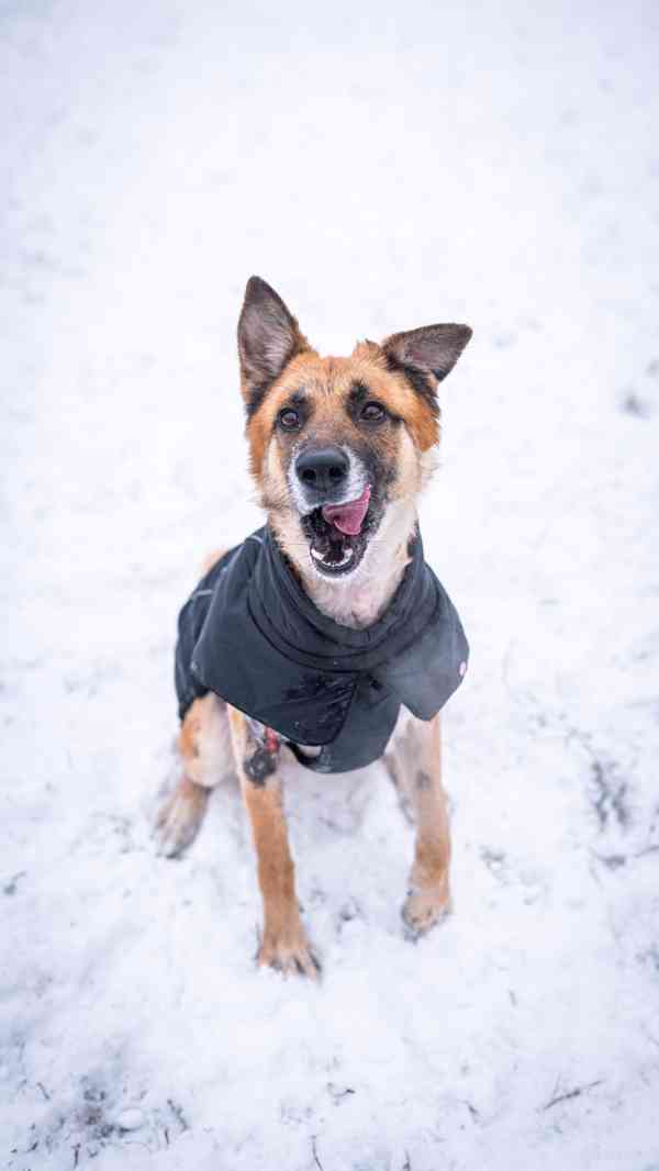 Hero - přežil nemožné, teď čeká na milující a aktivní domov  - foto 2