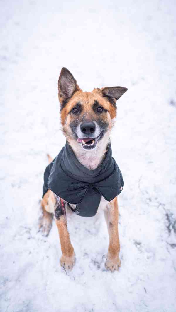 Hero - přežil nemožné, teď čeká na milující a aktivní domov  - foto 6