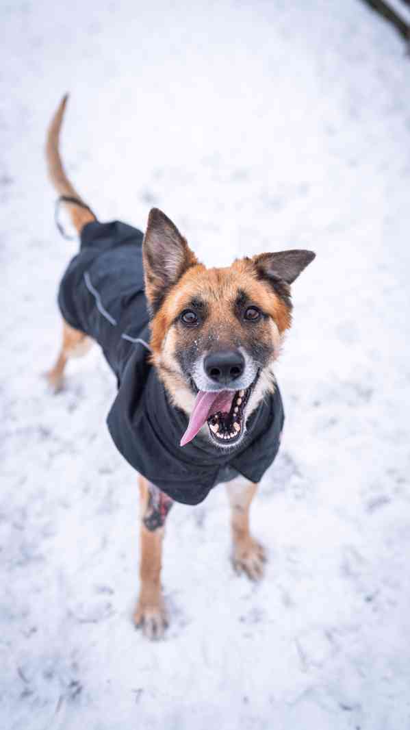 Hero - přežil nemožné, teď čeká na milující a aktivní domov  - foto 7