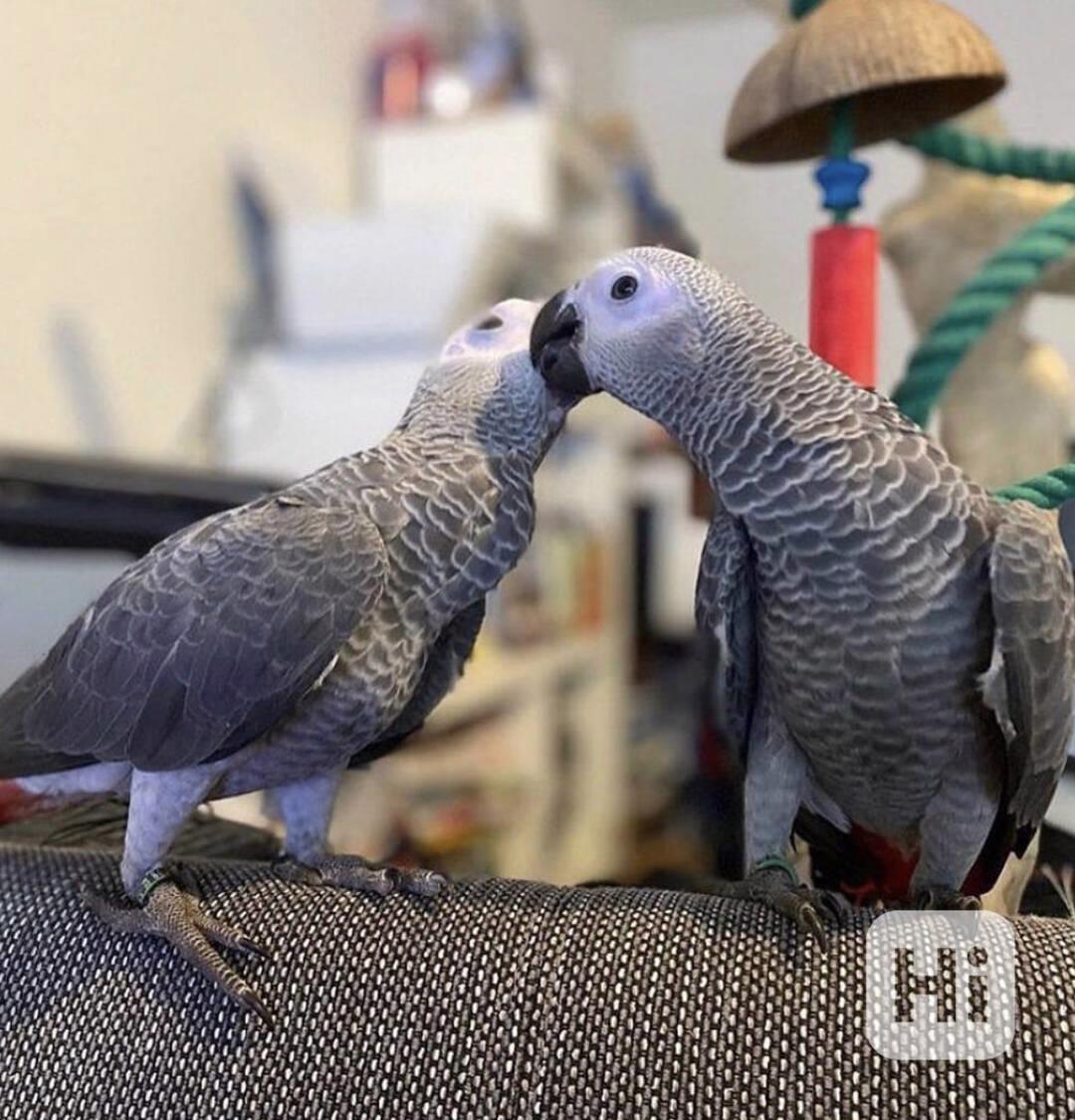 Mláďata papouška šedého odchovaná ručně připravená  - foto 1