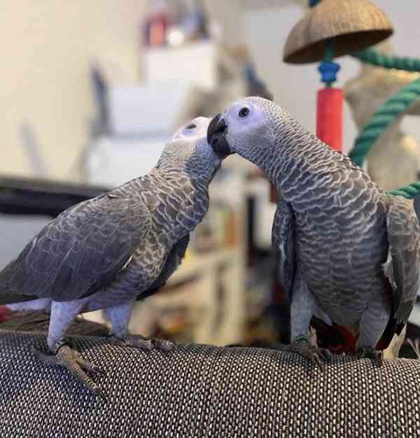 Mláďata papouška šedého odchovaná ručně připravená 