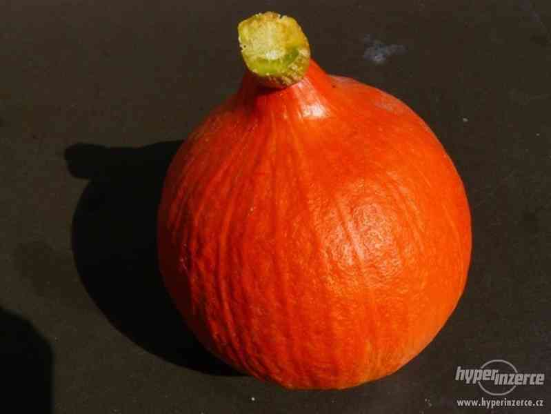 Dýně Hokkaido Orange - semena - foto 1