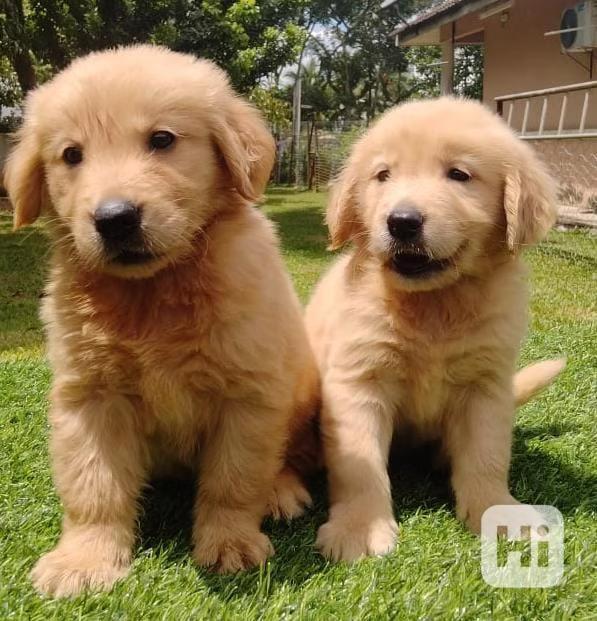 Zlatý retrívr! Napište nám na WhatsApp: +49 1577 7944807 - foto 1