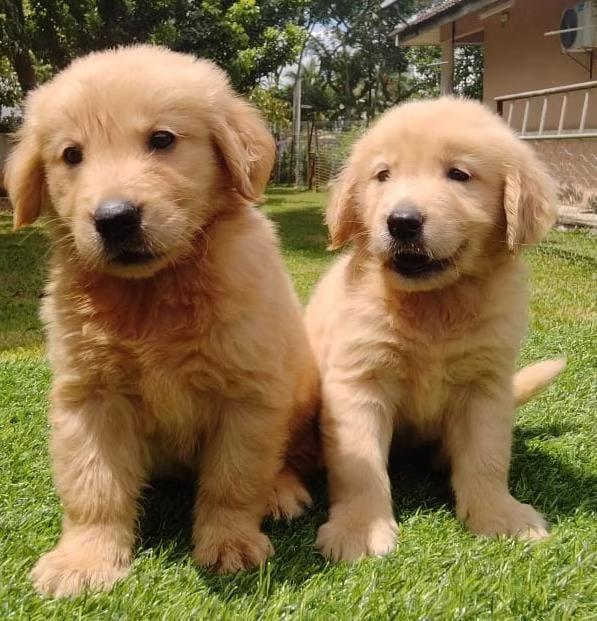 Zlatý retrívr! Napište nám na WhatsApp: +49 1577 7944807