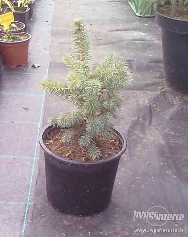 Picea pungens - smrk pichlavý - foto 1