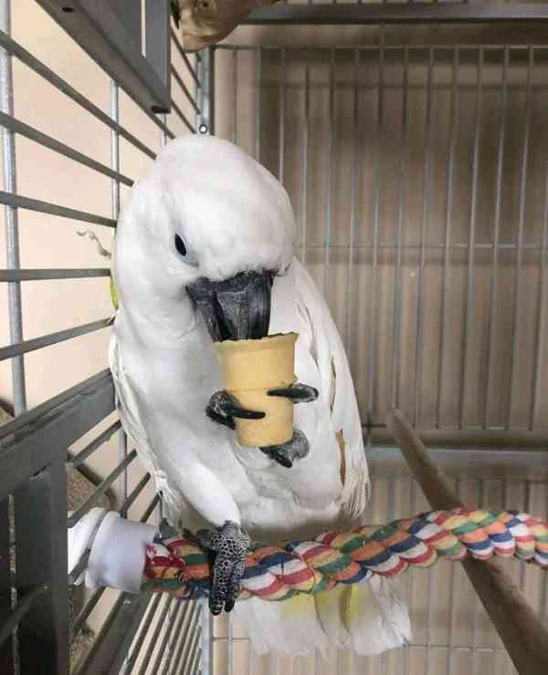 Krásný papoušek kakadu na prodej, přátelský a zdravý - foto 4