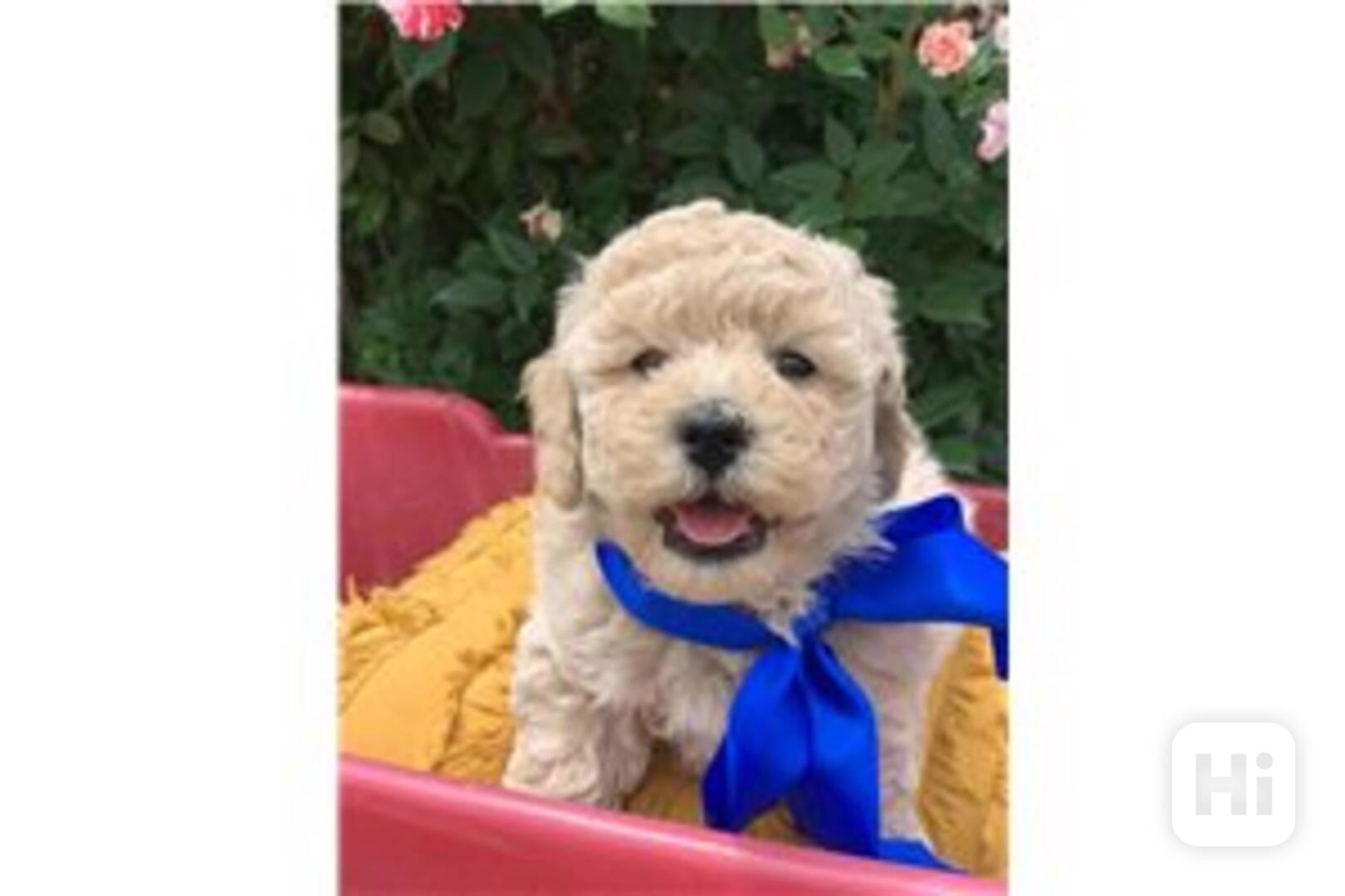 Roztomilá štěňátka labradoodla připravena Máme vrh 5 štěňáte - foto 1