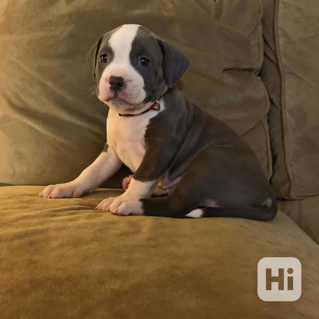 Štěňata pitbula - foto 1
