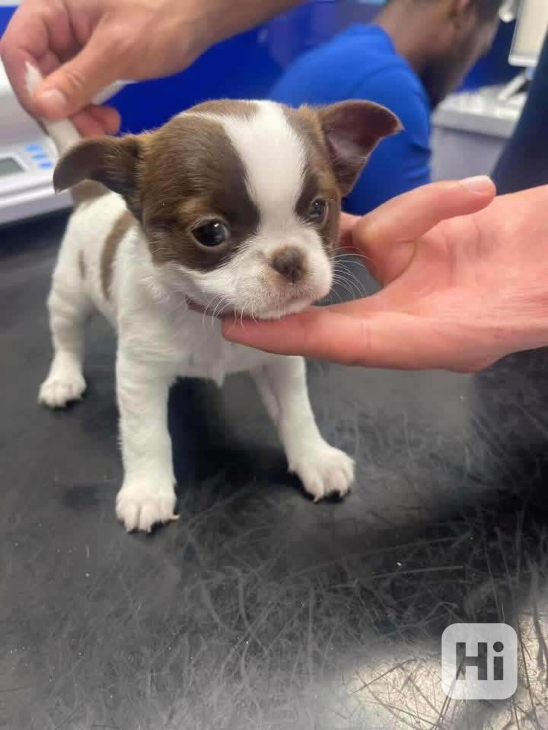 Štěňata čivavy - foto 1