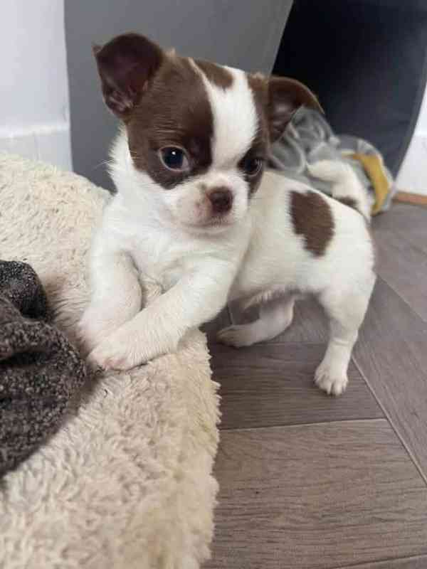 Štěňata čivavy - foto 2