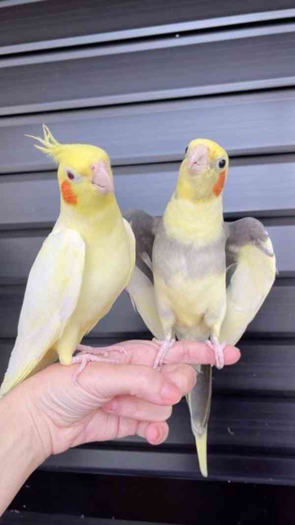  Překrásní papoušci korely ihned k adopci zdarma.  - foto 2