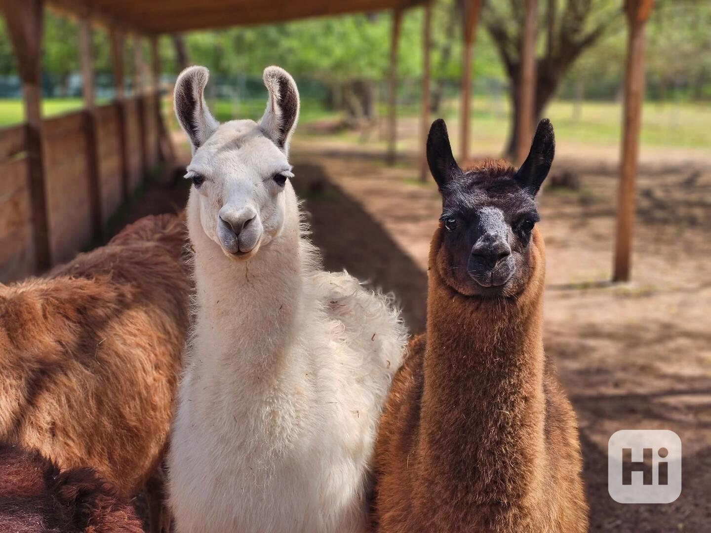 Lama krotká - foto 1