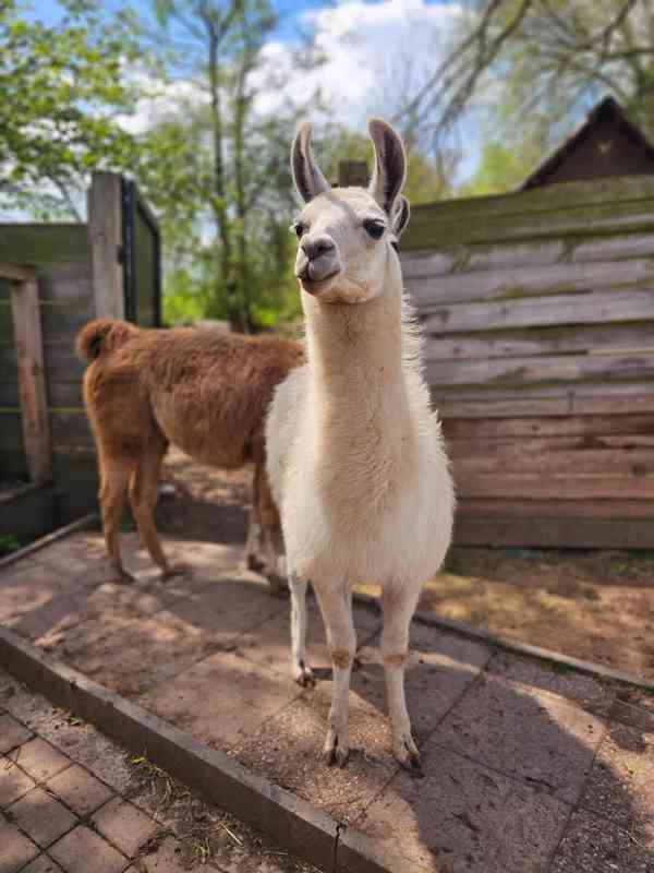 Lama krotká - foto 2