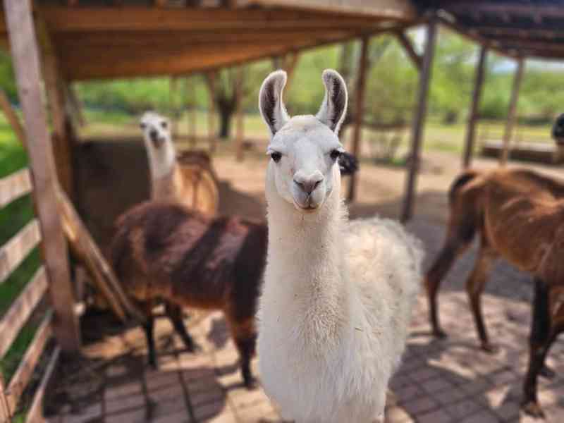 Lama krotká - foto 3