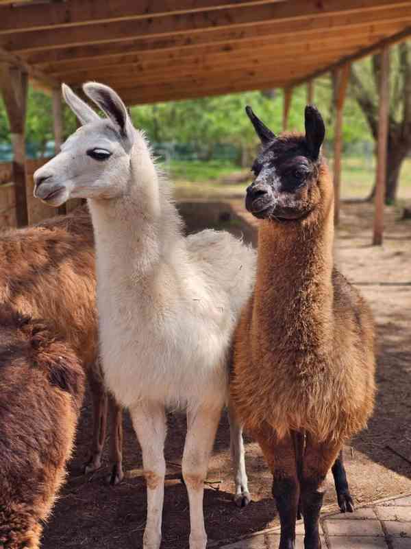 Lama krotká - foto 4