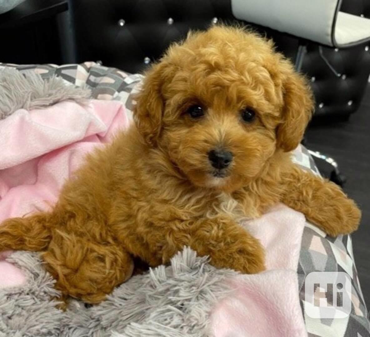 Toy mini štěňata Pudla - foto 1