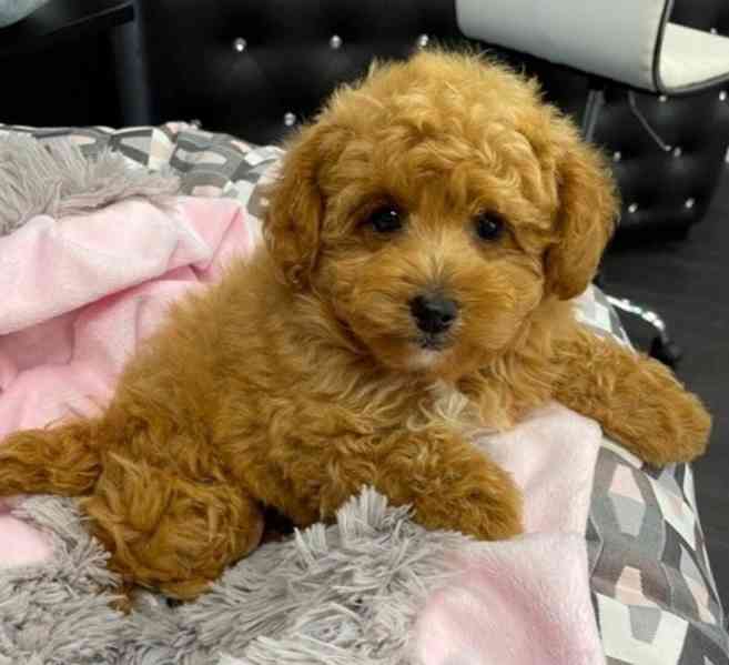 Toy mini štěňata Pudla - foto 1