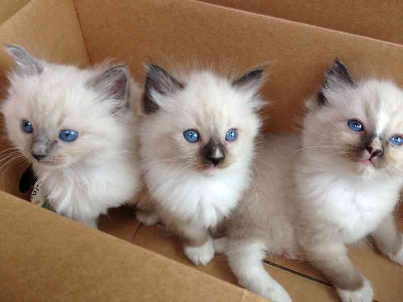 ragdoll koťata k adopci - foto 1