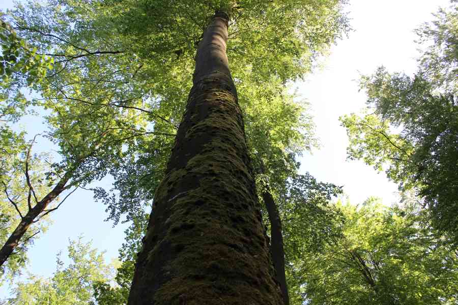 Prodej nevytěženého lesa u Luhačovic - 3,25 ha - foto 11