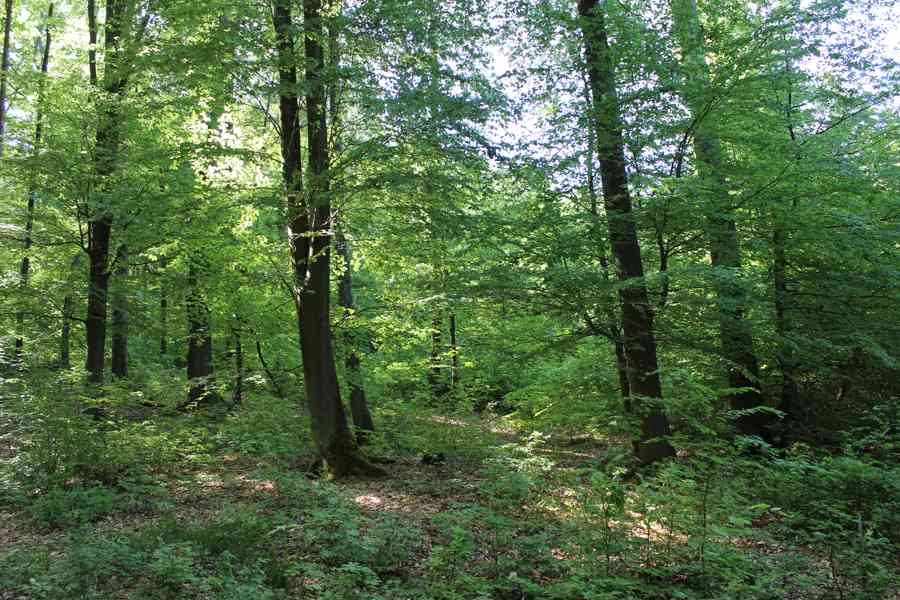 Prodej nevytěženého lesa u Luhačovic - 3,25 ha - foto 10