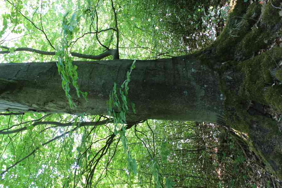 Prodej nevytěženého lesa u Luhačovic - 3,25 ha - foto 15