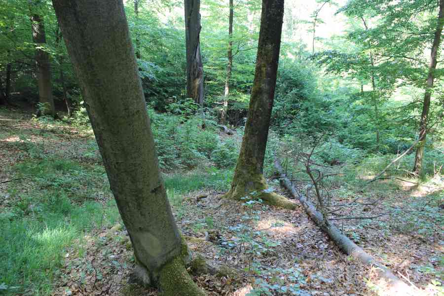 Prodej nevytěženého lesa u Luhačovic - 3,25 ha - foto 8