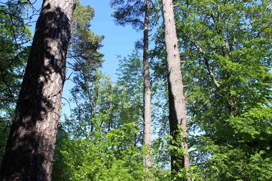 Prodej nevytěženého lesa u Luhačovic - 3,25 ha - foto 19