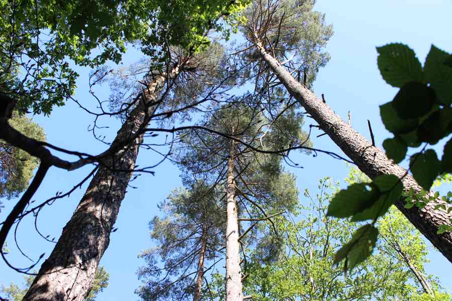 Prodej nevytěženého lesa u Luhačovic - 3,25 ha - foto 20