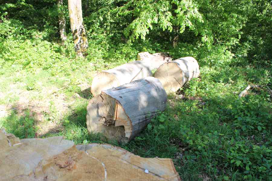 Prodej nevytěženého lesa u Luhačovic - 3,25 ha - foto 24