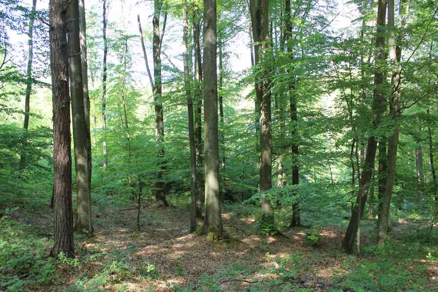 Prodej nevytěženého lesa u Luhačovic - 3,25 ha - foto 5